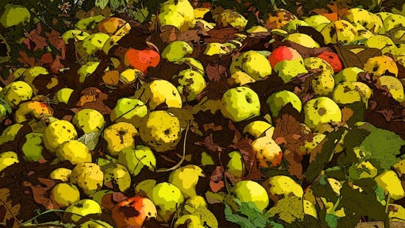 fallenapples-600x450.jpg