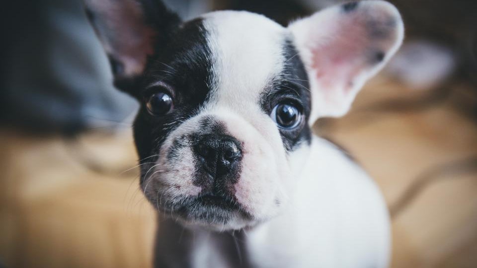 expert tips for pet photography