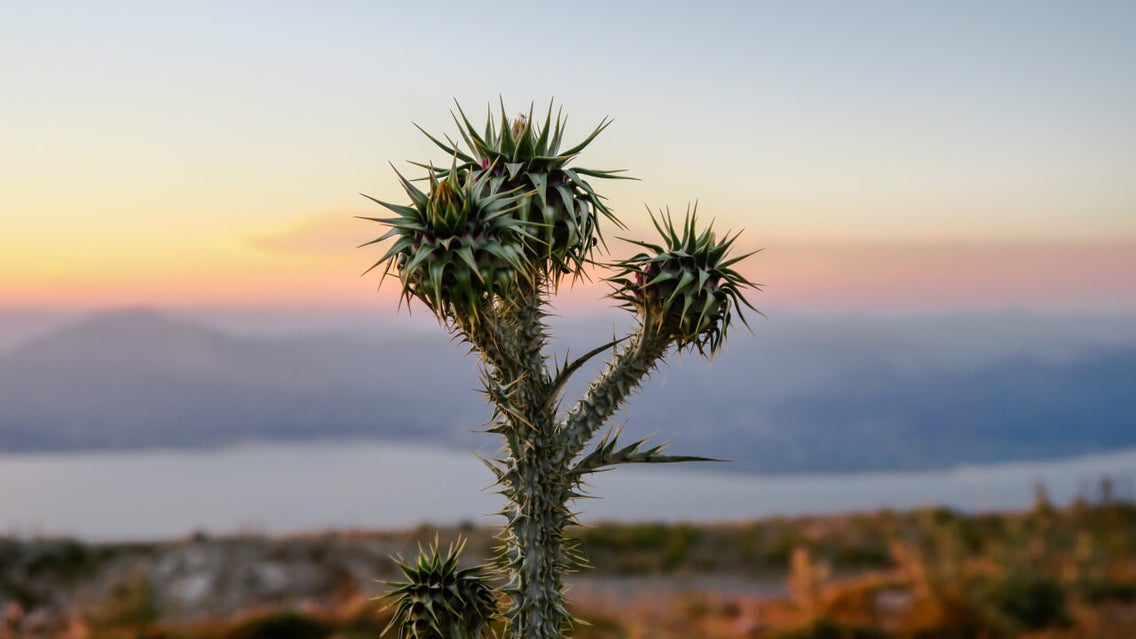 how to blur photo background online