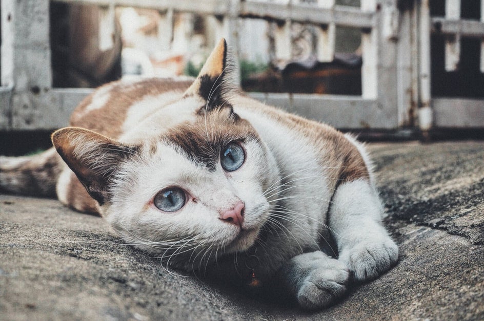 cat