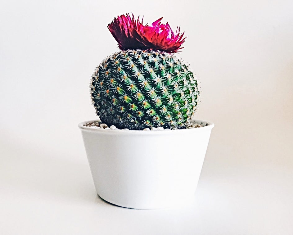 Plant, Cactus, Wedding Cake, Food, Dessert, Cake