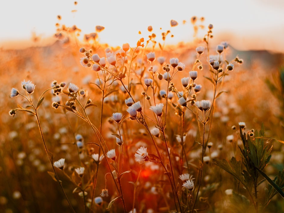depth of field example 1