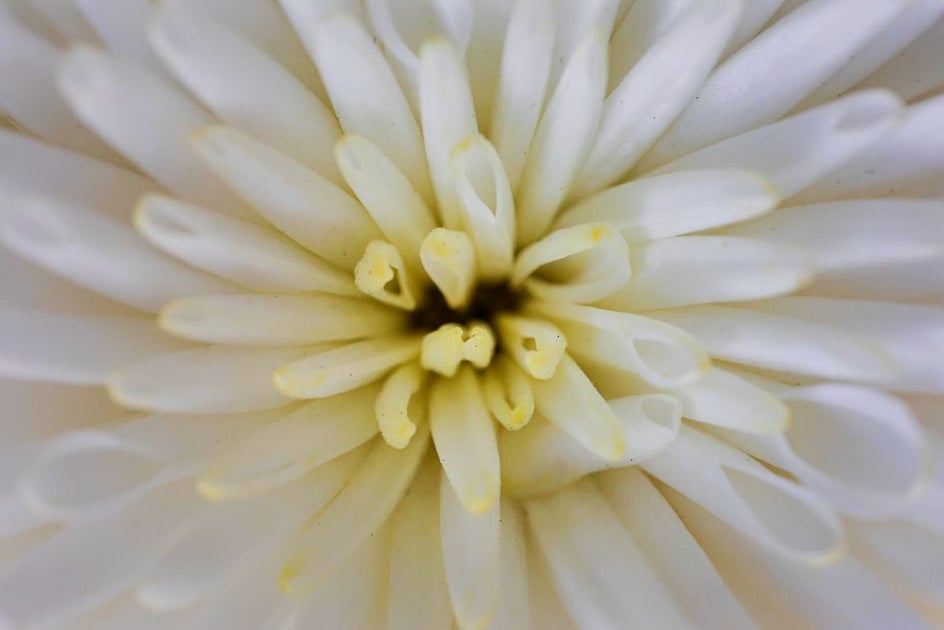 macro A.I. after